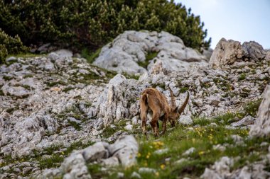 Alp dağ keçisi fotoğrafı Julian Alp, Slovenya 'da çekildi