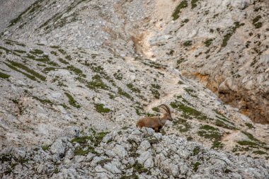 Alp dağ keçisi fotoğrafı Julian Alp, Slovenya 'da çekildi