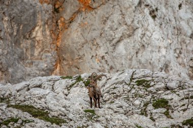 Alp dağ keçisi fotoğrafı Julian Alp, Slovenya 'da çekildi
