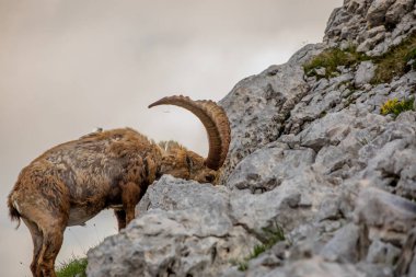 Alp dağ keçisi fotoğrafı Julian Alp, Slovenya 'da çekildi