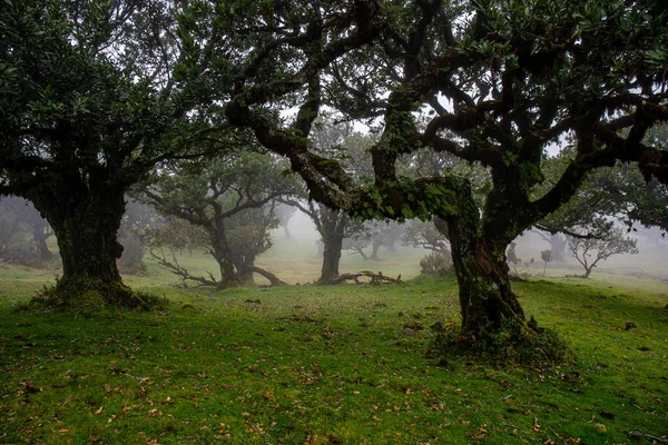 Posto Florestal Fanal Día Niebla —  Fotos de Stock