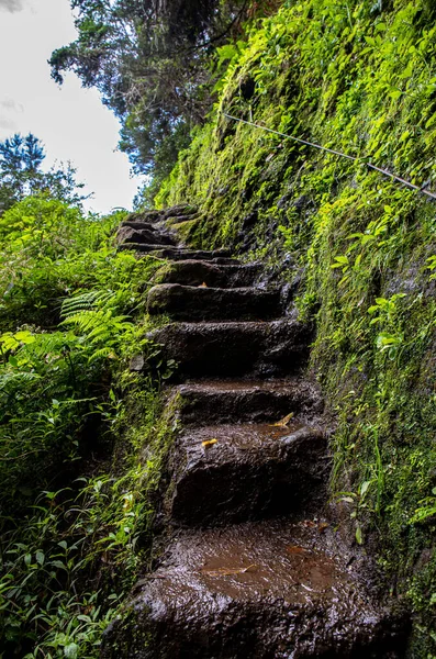 Vereda Larano yürüyüş parkurunda, Madeira