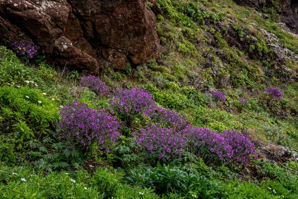 Vereda Larano Hiking Trail Madeira — стокове фото