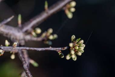 Prunus spinosa çiçeği çayırda büyüyor, yakın plan.