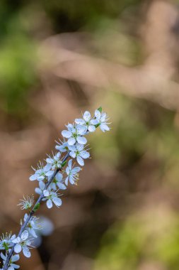 Prunus spinosa çiçeği çayırda büyüyor, yakın plan.