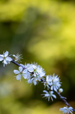 Prunus spinosa çiçeği çayırda büyüyor, yakın plan.