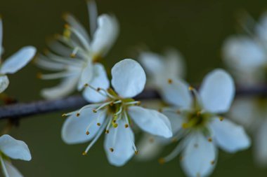 Prunus spinosa çiçeği çayırda büyüyor, yakın plan.