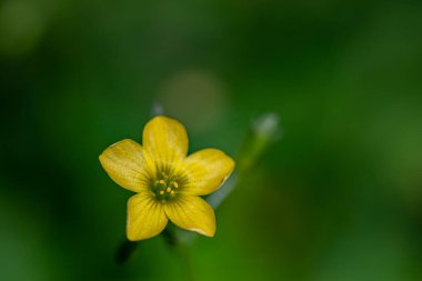 Çayırda yetişen Oxalis dillenii çiçeği