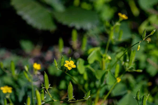 Oxalis Dillenii Flower Growing Meadow — Stock Photo, Image