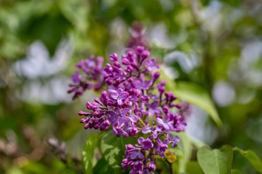 Meadow 'da büyüyen şırınga kabak çiçeği, makro
