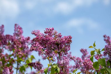 Meadow 'da büyüyen şırınga kabak çiçeği, makro