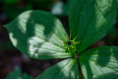 Paris kuadrifolia çiçeği ormanda yetişiyor, makro