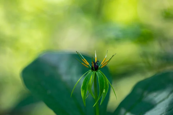 stock image Paris quadrifolia flower growing in forest, macro