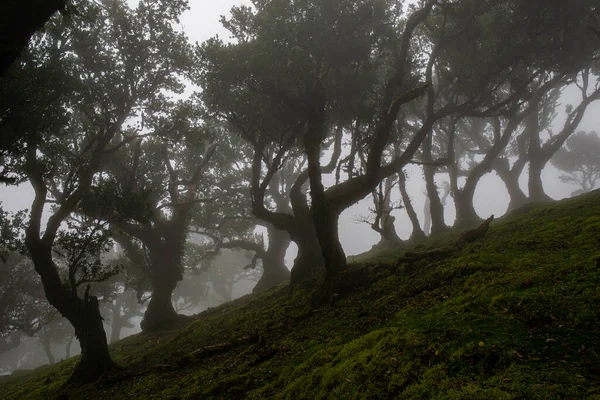 stock image Posto Florestal Fanal on foggy day