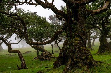 Sisli günde Posto Florestal Fanal