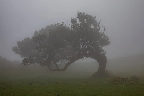 stock image Posto Florestal Fanal on foggy day