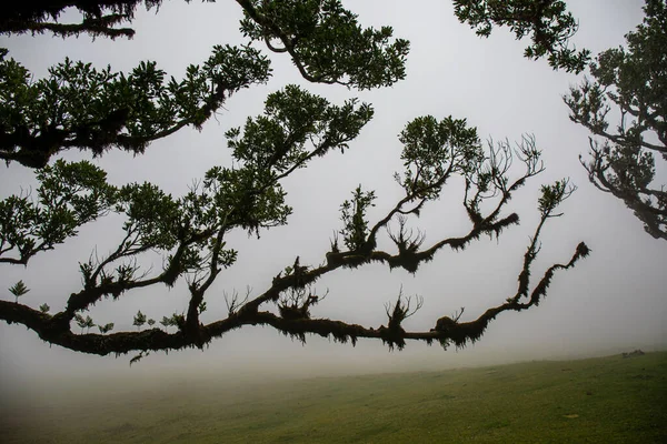 霧の日のPosto Florestal Fanal ロイヤリティフリーのストック画像