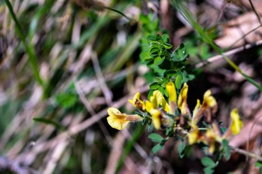 Ormanda büyüyen Cytisus hirsutus çiçeği, yakınlaş.