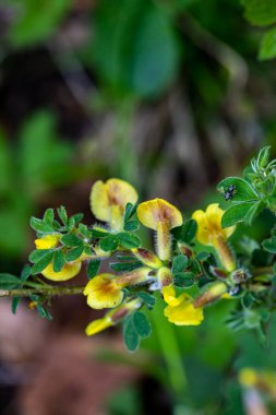 Ormanda büyüyen Cytisus hirsutus çiçeği, yakınlaş.