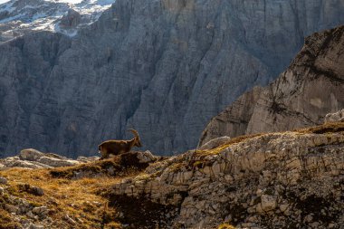Alp dağ keçisi fotoğrafı Julian Alp, Slovenya 'da çekildi