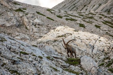 Alp dağ keçisi fotoğrafı Julian Alp, Slovenya 'da çekildi