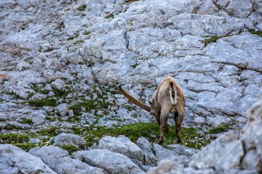 Alp dağ keçisi fotoğrafı Julian Alp, Slovenya 'da çekildi