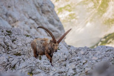 Alp dağ keçisi fotoğrafı Julian Alp, Slovenya 'da çekildi