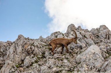 Alp dağ keçisi fotoğrafı Julian Alp, Slovenya 'da çekildi