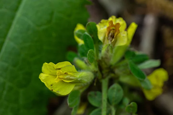 Cytisus Hirsutus Flor Que Crece Bosque Cerca —  Fotos de Stock