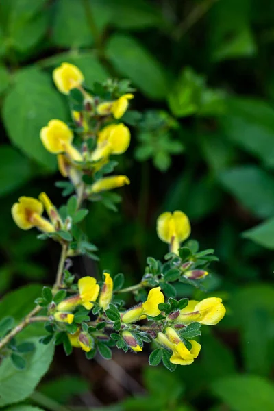 Cytisus Hirsutus Virág Erdőben Közelről — Stock Fotó