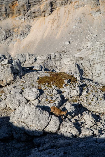 Stock image Alpine ibex picture taken in Julian alps, Slovenia