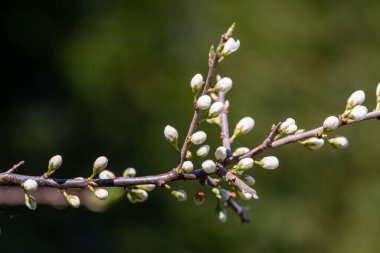 Prunus spinosa çiçeği çayırda büyüyor, yakın plan.