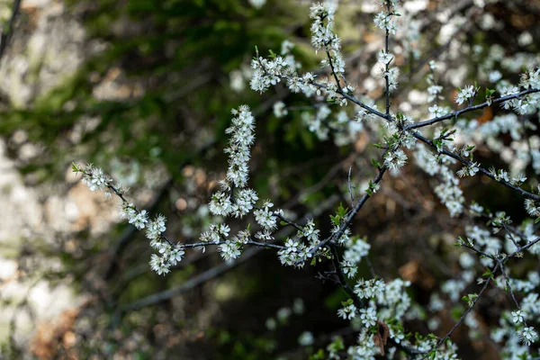 Prunus Spinosa Fleur Poussant Dans Prairie Gros Plan — Photo