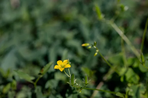 Цветок Oxalis Dillenii Растущий Лугу — стоковое фото