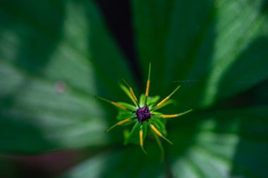 Paris kuadrifolia çiçeği ormanda yetişiyor, makro