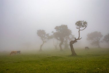 Sisli günde Posto Florestal Fanal