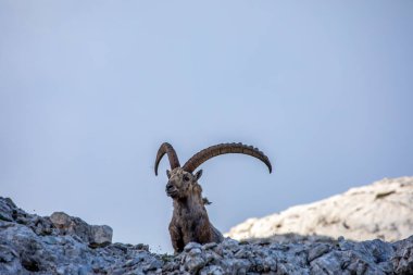 Alp dağ keçisi fotoğrafı Julian Alp, Slovenya 'da çekildi