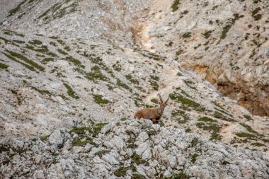 Alp dağ keçisi fotoğrafı Julian Alp, Slovenya 'da çekildi