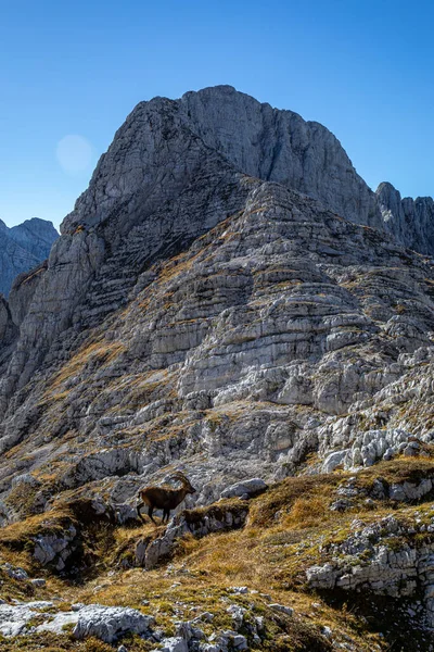 Alp Dağ Keçisi Fotoğrafı Julian Alp Slovenya Çekildi — Stok fotoğraf