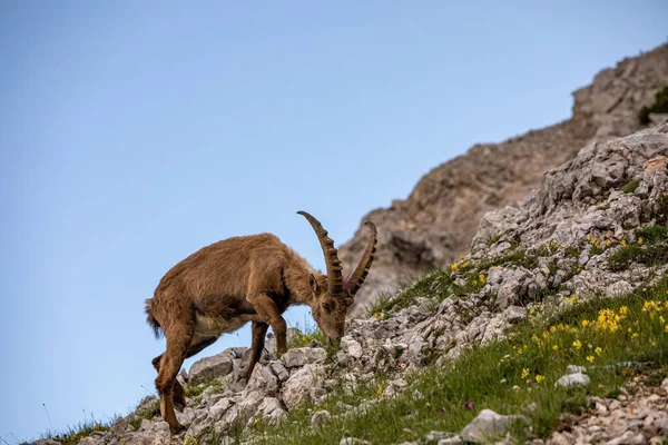 Stock image Alpine ibex picture taken in Julian alps, Slovenia