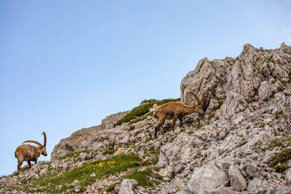 Alpin Ibex Bild Tagen Julian Alps Slovenien Stockfoto