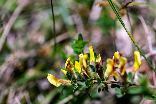 Cytisus Hirsutus Virág Erdőben Közelről — Stock Fotó