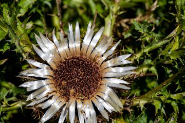 Çayırda yetişen Carlina acaulis çiçeği