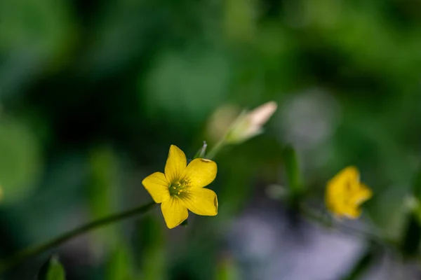 Oxalis Dillenii Květ Rostoucí Louce — Stock fotografie