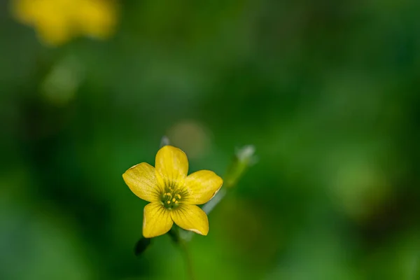Oxalis Dillenii Květ Rostoucí Louce — Stock fotografie