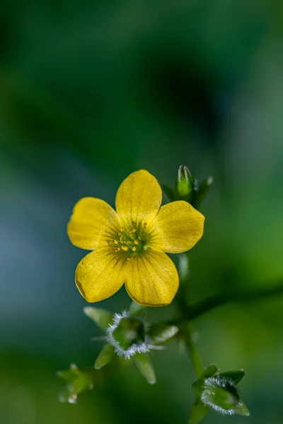 Oxalis Dillenii Blume Wächst Auf Der Wiese — Stockfoto