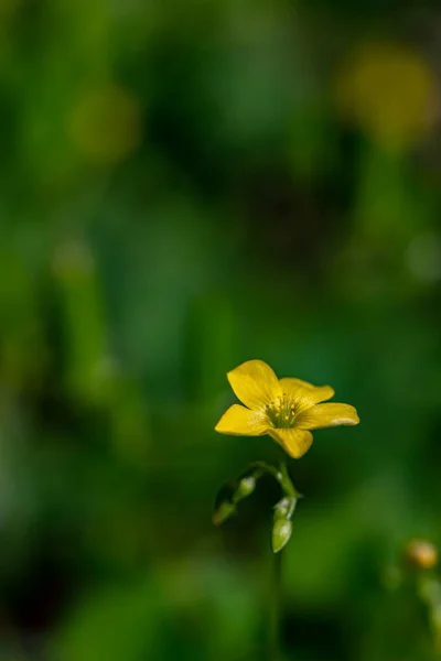 Oxalis Dillenii Fleur Poussant Dans Prairie — Photo