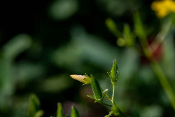 牧草地で育つオキサリス ディレニの花 — ストック写真