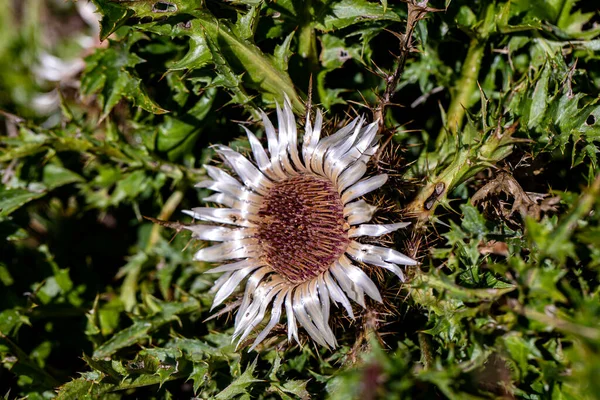 Квітка Карліна Акауліс Росте Лузі — стокове фото