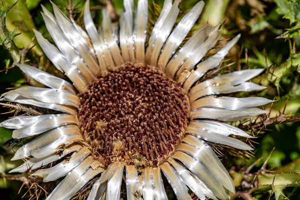 Carlina Acaulis Flower Growing Meadow — Stock Photo, Image